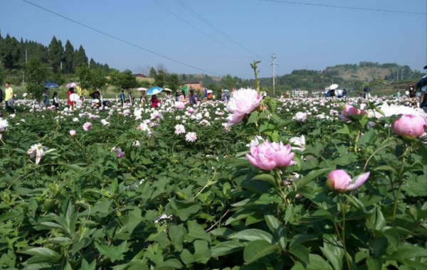 永荣芍药