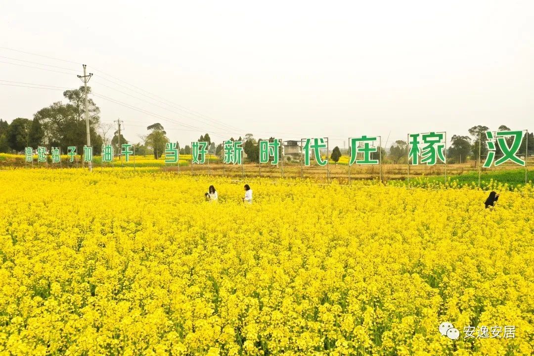 奇！安居这些油菜花田，惊现巨型图案！